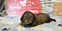 sadie, a female Miniature Dachshund for sale in Grovespring, MO – Photo 9 of 9