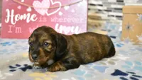 sadie, a female Miniature Dachshund for sale in Grovespring, MO – Photo 4 of 9
