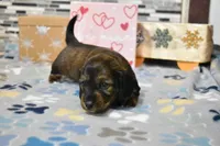 sadie, a female Miniature Dachshund for sale in Grovespring, MO – Photo 8 of 9