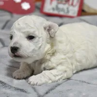 kyler, a male Bichon Frise for sale in Grovespring, MO – Photo 4 of 5