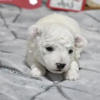 kyler, a male Bichon Frise for sale in Grovespring, MO – Photo 3 of 5