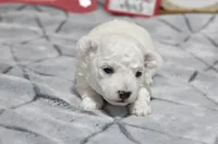 kyler, a male Bichon Frise for sale in Grovespring, MO – Photo 3 of 5