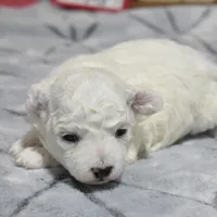 kyler, a male Bichon Frise for sale in Grovespring, MO – Photo 1 of 5