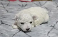 kyler, a male Bichon Frise for sale in Grovespring, MO – Photo 1 of 5