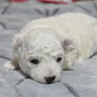 kyler, a male Bichon Frise for sale in Grovespring, MO – Photo 5 of 5