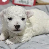 kyler, a male Bichon Frise for sale in Grovespring, MO – Photo 2 of 5