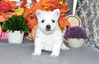 tites, a male West Highland White Terrier for sale in Grovespring, MO – Photo 4 of 9