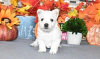 tites, a male West Highland White Terrier for sale in Grovespring, MO – Photo 8 of 9