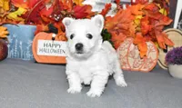 tites, a male West Highland White Terrier for sale in Grovespring, MO – Photo 6 of 9