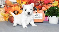 tites, a male West Highland White Terrier for sale in Grovespring, MO – Photo 1 of 9