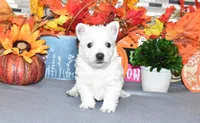 tites, a male West Highland White Terrier for sale in Grovespring, MO – Photo 9 of 9