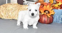 tites, a male West Highland White Terrier for sale in Grovespring, MO – Photo 2 of 9