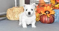 tites, a male West Highland White Terrier for sale in Grovespring, MO – Photo 3 of 9