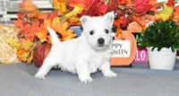 tites, a male West Highland White Terrier for sale in Grovespring, MO – Photo 5 of 9
