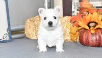 tites, a male West Highland White Terrier for sale in Grovespring, MO – Photo 7 of 9
