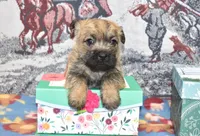 eli, a male Cairn Terrier for sale in Grovespring, MO – Photo 3 of 8