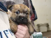 eli, a male Cairn Terrier for sale in Grovespring, MO – Photo 6 of 8