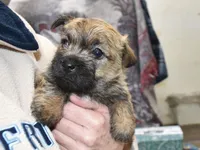 eli, a male Cairn Terrier for sale in Grovespring, MO – Photo 4 of 8