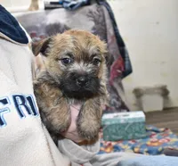 eli, a male Cairn Terrier for sale in Grovespring, MO – Photo 5 of 8