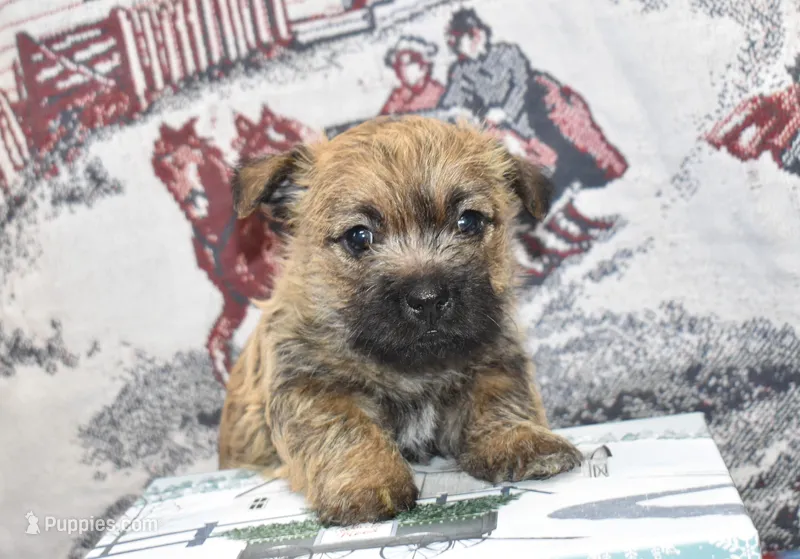 eli, a male Cairn Terrier for sale in Grovespring, MO – Photo 1 of 8