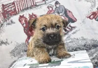 eli, a male Cairn Terrier for sale in Grovespring, MO – Photo 1 of 8