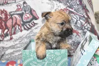 eli, a male Cairn Terrier for sale in Grovespring, MO – Photo 7 of 8