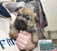 eli, a male Cairn Terrier for sale in Grovespring, MO – Photo 8 of 8
