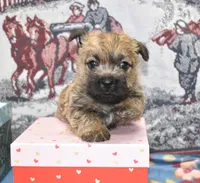 eli, a male Cairn Terrier for sale in Grovespring, MO – Photo 2 of 8