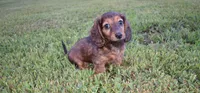 keziah, a female Miniature Dachshund for sale in Grovespring, MO – Photo 5 of 9