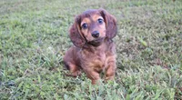 keziah, a female Miniature Dachshund for sale in Grovespring, MO – Photo 2 of 9