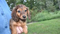 keziah, a female Miniature Dachshund for sale in Grovespring, MO – Photo 9 of 9