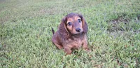 keziah, a female Miniature Dachshund for sale in Grovespring, MO – Photo 7 of 9
