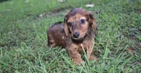 keziah, a female Miniature Dachshund for sale in Grovespring, MO – Photo 8 of 9