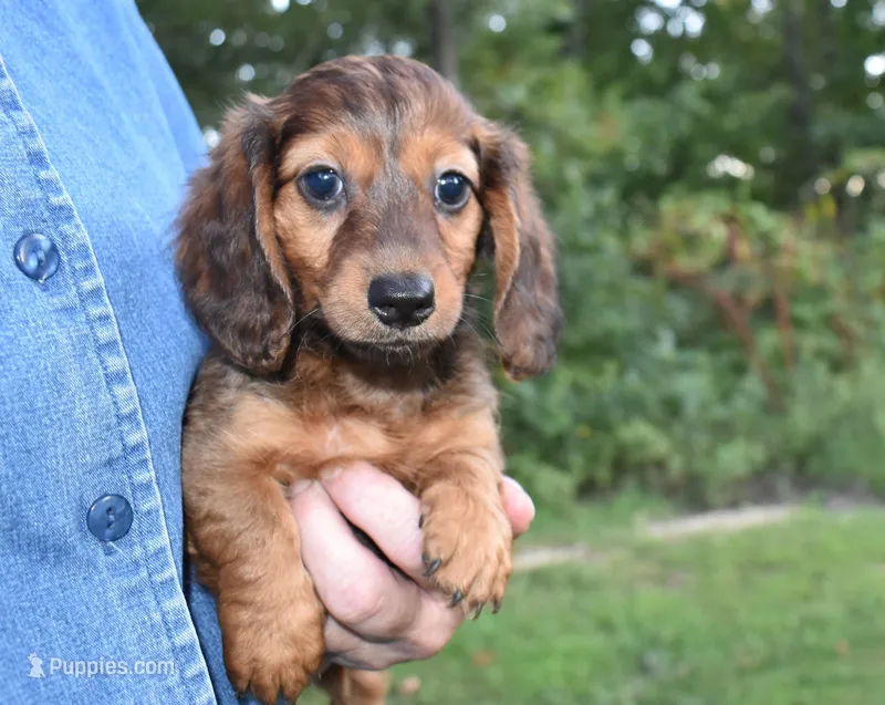 keziah, a female Miniature Dachshund for sale in Grovespring, MO – Photo 1 of 9