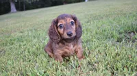 keziah, a female Miniature Dachshund for sale in Grovespring, MO – Photo 3 of 9
