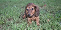 keziah, a female Miniature Dachshund for sale in Grovespring, MO – Photo 6 of 9