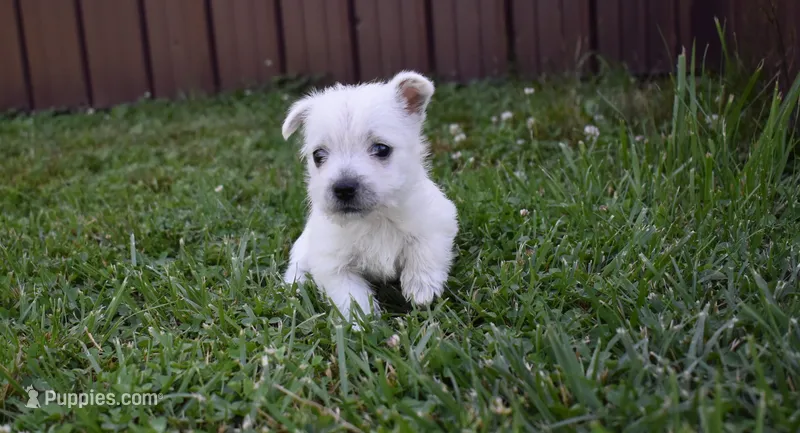 kerry, a female West Highland White Terrier for sale in Grovespring, MO – Photo 1 of 6