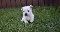 kerry, a female West Highland White Terrier for sale in Grovespring, MO – Photo 1 of 6