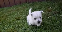 kerry, a female West Highland White Terrier for sale in Grovespring, MO – Photo 3 of 6
