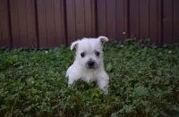 kerry, a female West Highland White Terrier for sale in Grovespring, MO – Photo 6 of 6