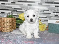 lysa, a female Bichon Frise for sale in Grovespring, MO – Photo 8 of 10