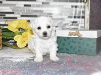 lysa, a female Bichon Frise for sale in Grovespring, MO – Photo 2 of 10
