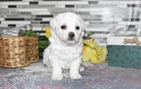 lysa, a female Bichon Frise for sale in Grovespring, MO – Photo 3 of 10