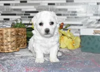 lysa, a female Bichon Frise for sale in Grovespring, MO – Photo 6 of 10