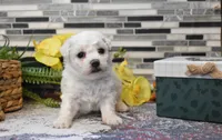 lysa, a female Bichon Frise for sale in Grovespring, MO – Photo 9 of 10