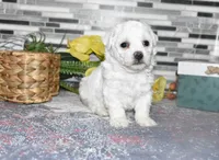 lysa, a female Bichon Frise for sale in Grovespring, MO – Photo 7 of 10