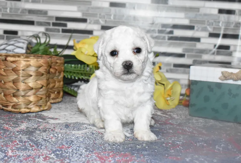 lysa, a female Bichon Frise for sale in Grovespring, MO – Photo 1 of 10