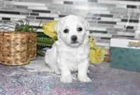 lysa, a female Bichon Frise for sale in Grovespring, MO – Photo 1 of 10
