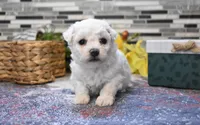 lysa, a female Bichon Frise for sale in Grovespring, MO – Photo 5 of 10