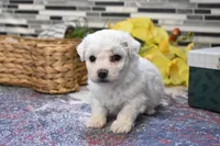 lysa, a female Bichon Frise for sale in Grovespring, MO – Photo 10 of 10